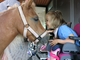 Kleine Patienten stärken durch tiergestützte Therapie